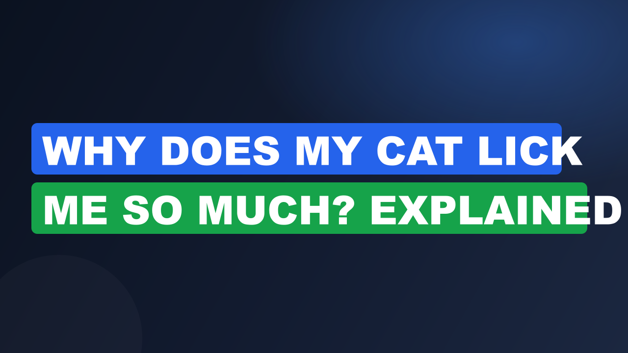 Why Does My Cat Lick Me So Much? Explained