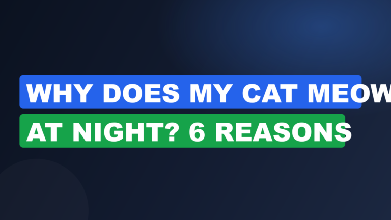 Why Does My Cat Meow at Night? 6 Reasons