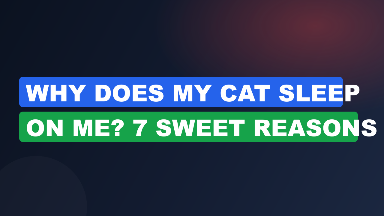 Why Does My Cat Sleep on Me? 7 Sweet Reasons