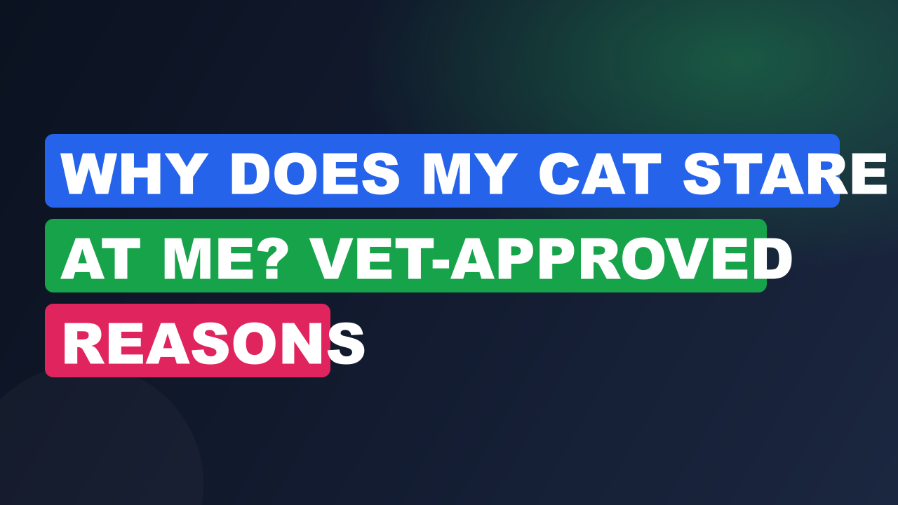 Why Does My Cat Stare at Me? Vet-Approved Reasons