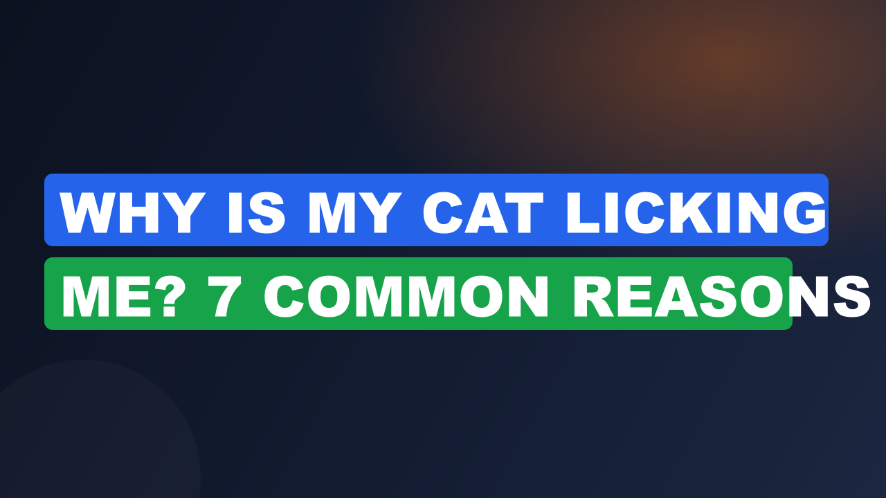 Why Is My Cat Licking Me? 7 Common Reasons
