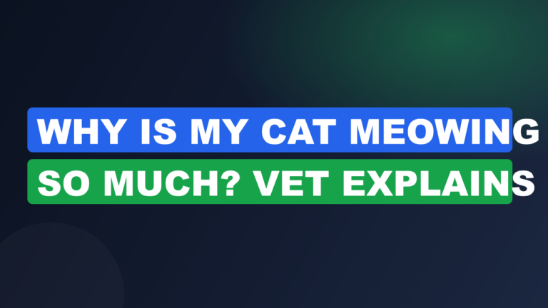 Why Is My Cat Meowing So Much? Vet Explains