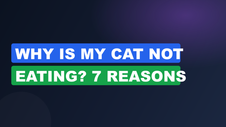 Why Is My Cat Not Eating? 7 Reasons