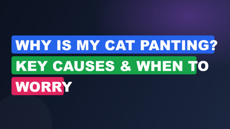 Why Is My Cat Panting? Key Causes & When to Worry