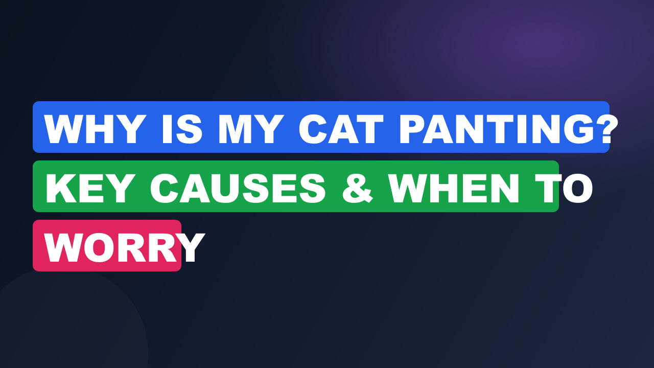 Why Is My Cat Panting? Key Causes & When to Worry
