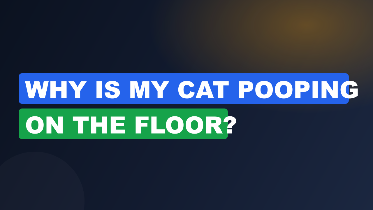 Why Is My Cat Pooping on the Floor?