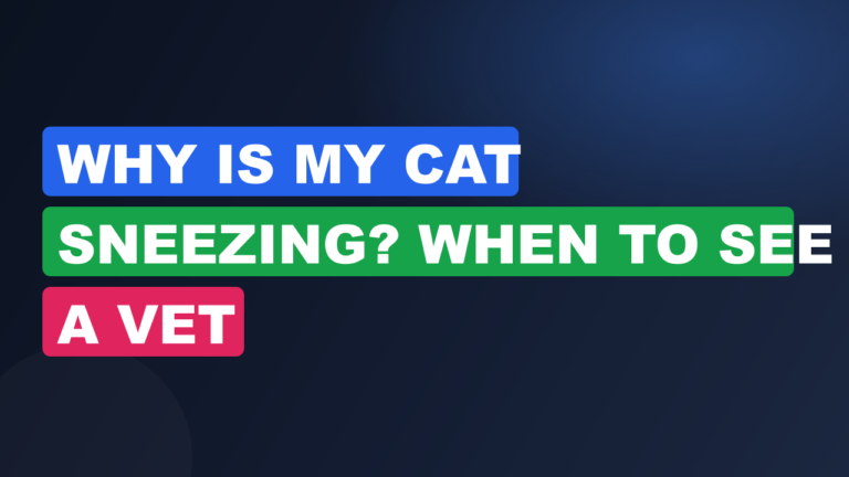 Why Is My Cat Sneezing? When to See a Vet