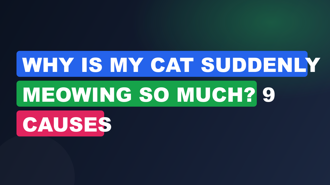 Why Is My Cat Suddenly Meowing So Much? 9 Causes