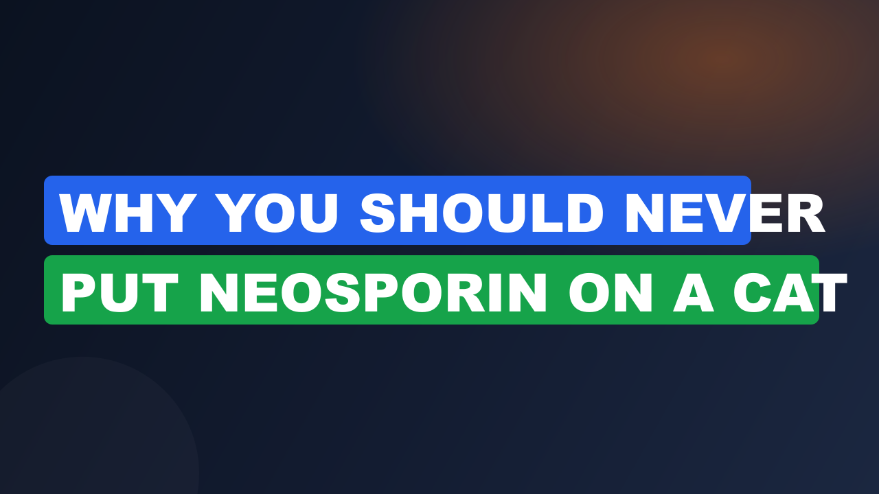 Why You Should Never Put Neosporin on a Cat