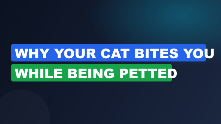 Why Your Cat Bites You While Being Petted