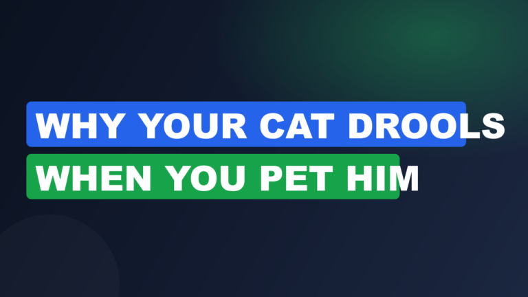 Why Your Cat Drools When You Pet Him