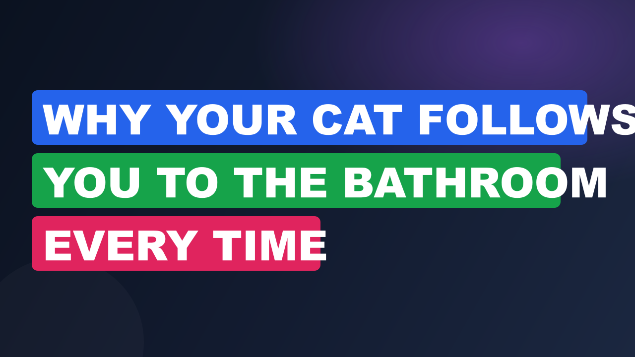Why Your Cat Follows You to the Bathroom Every Time