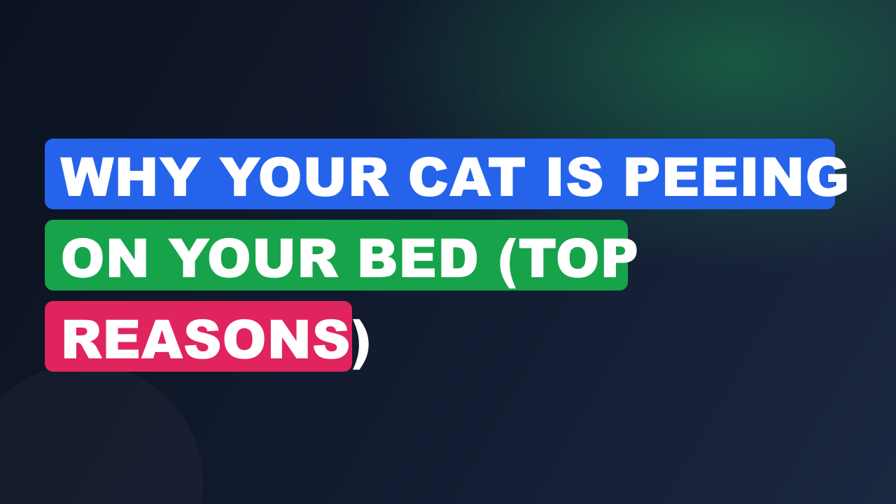 Why Your Cat Is Peeing on Your Bed (Top Reasons)