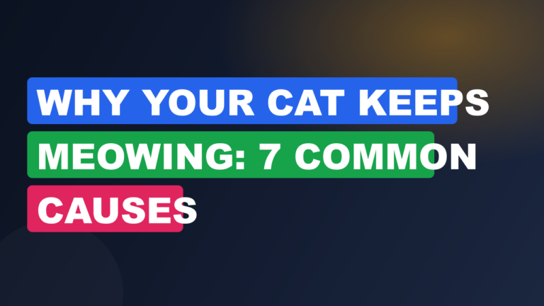 Why Your Cat Keeps Meowing: 7 Common Causes