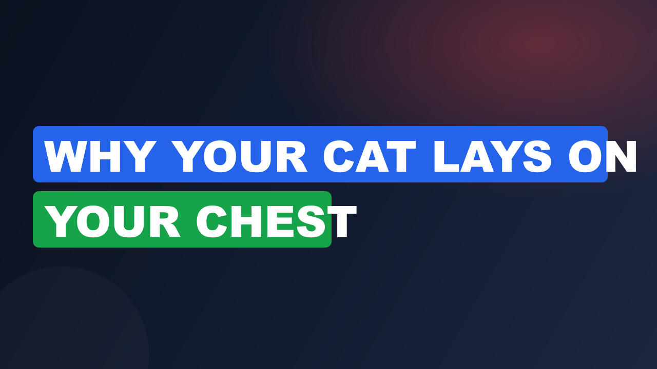 Why Your Cat Lays on Your Chest