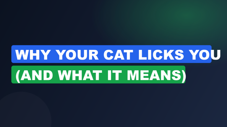 Why Your Cat Licks You (And What It Means)