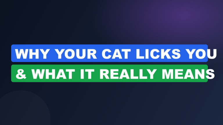 Why Your Cat Licks You & What It Really Means