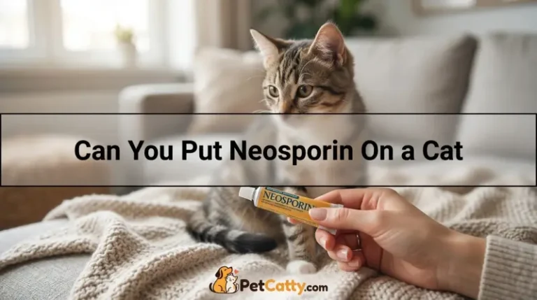 Can You Put Neosporion On a Cat