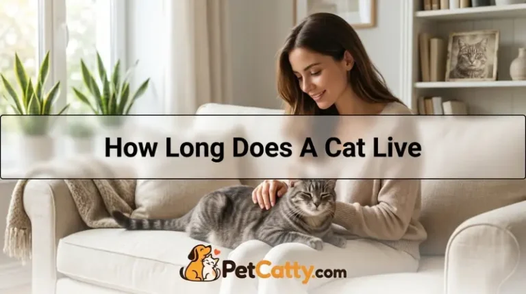 How Long Does A Cat Live
