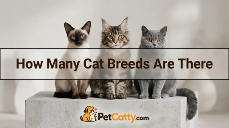 How Many Cat Breeds Are There