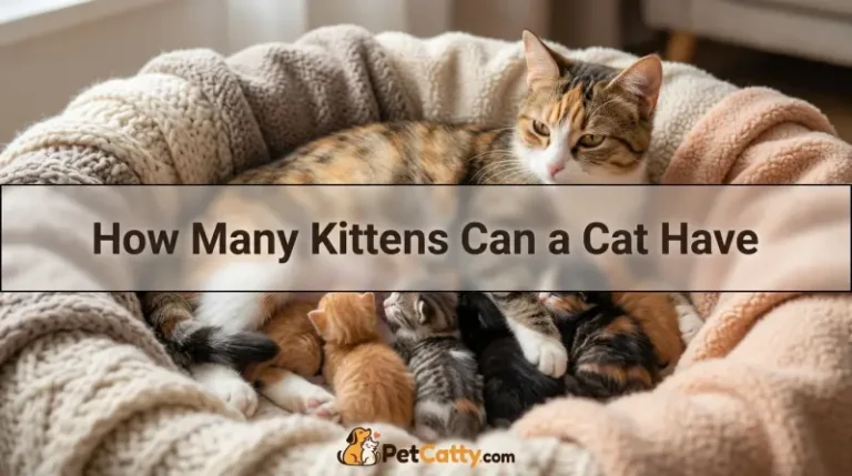 How Many Kittens Can a Cat Have