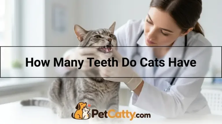 How Many Teeth Do Cats Have