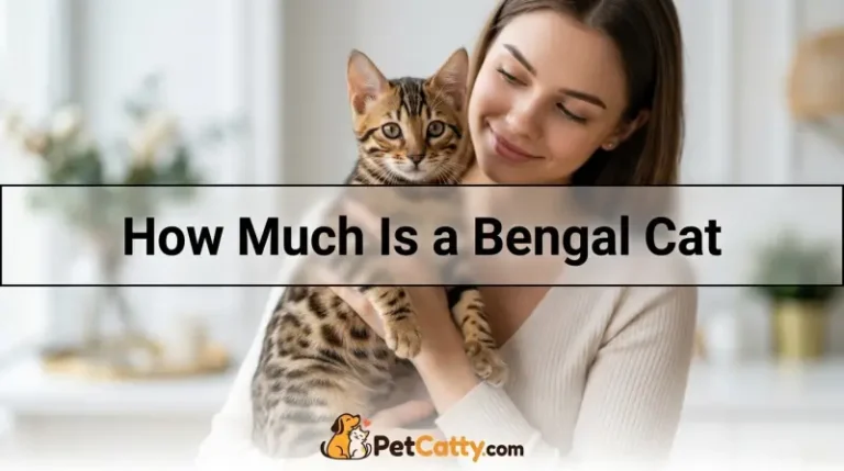 How Much Is a Bengal Cat