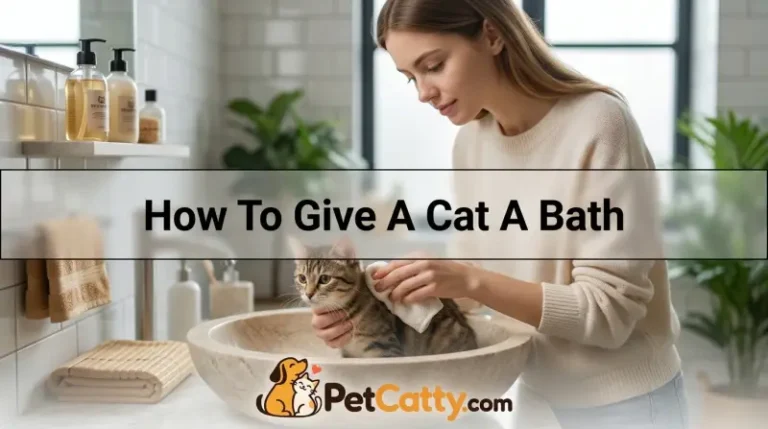 How To Give A Cat A Bath