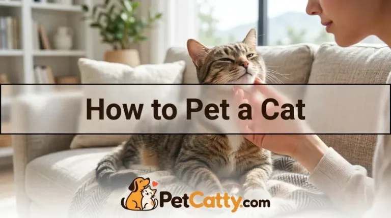 How to Pet a Cat