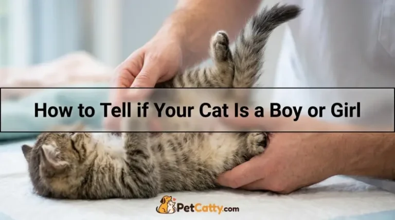 How to Tell if Your Cat Is a Boy or Girl