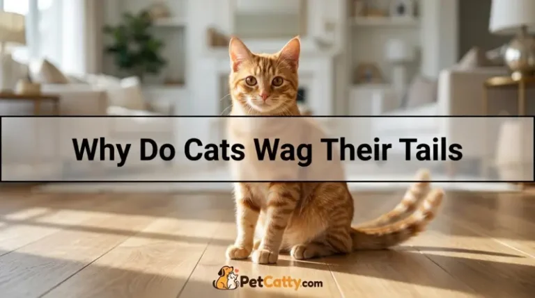 Why Do Cats Wag Their Tails