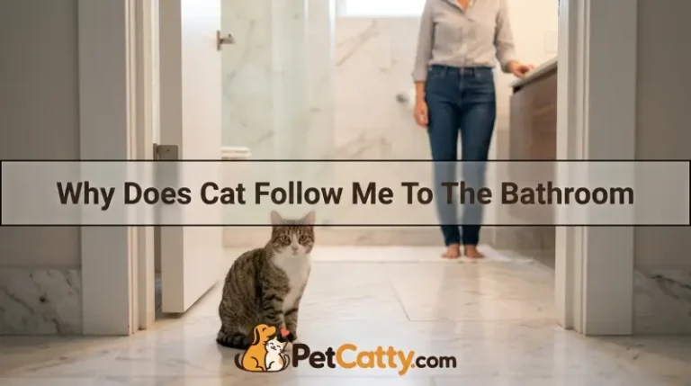 Why Does Cat Follow Me To The Bathroom