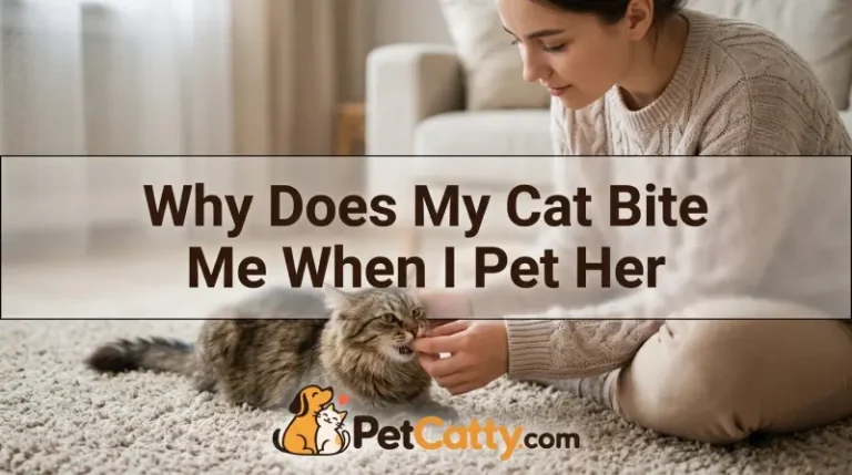 Why Does My Cat Bite Me When I Pet Her