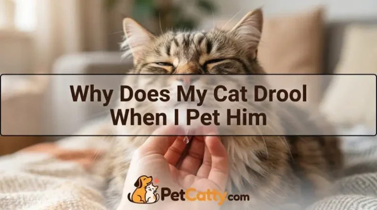 Why Does My Cat Drool When I Pet Him