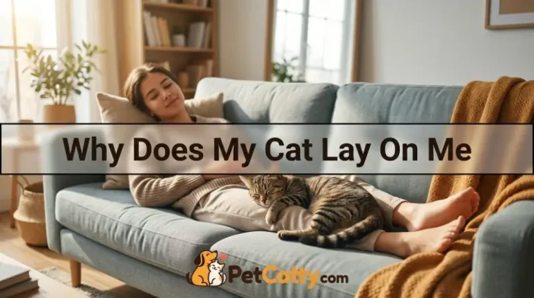 Why Does My Cat Lay On Me