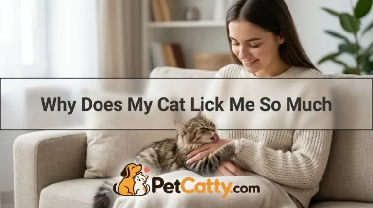 Why Does My Cat Lick Me So Much