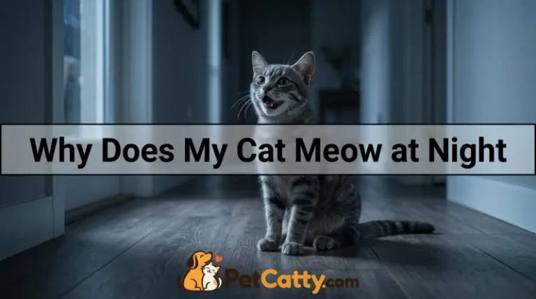 Why Does My Cat Meow at Night