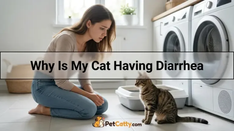 Why Is My Cat Having Diarrhea