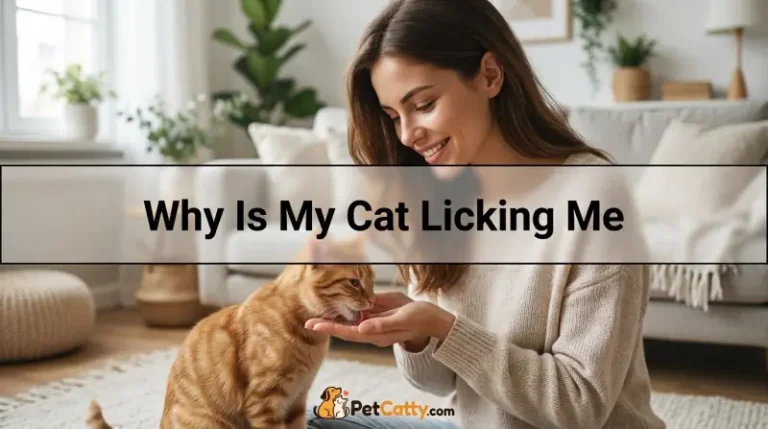 Why Is My Cat Licking Me