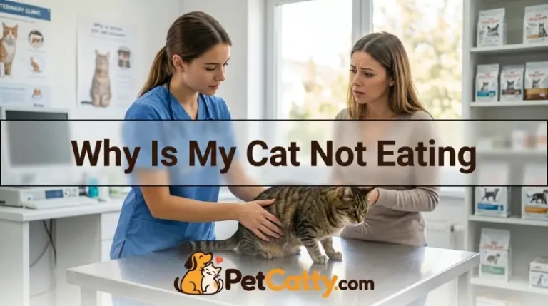 Why Is My Cat Not Eating