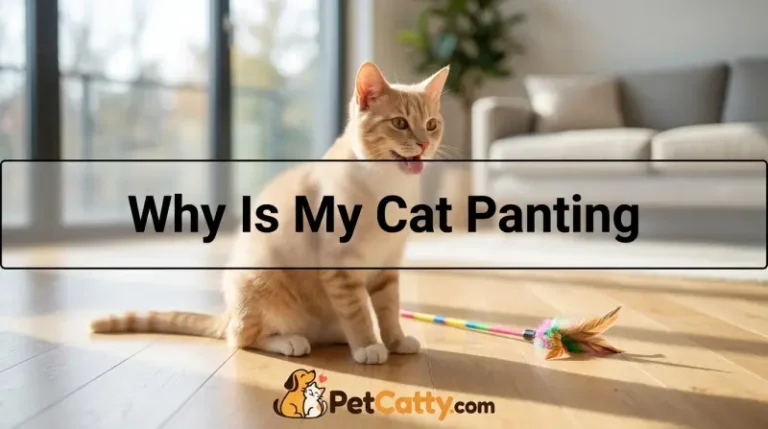 Why Is My Cat Panting