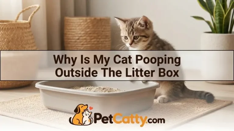 Why Is My Cat Pooping Outside The Litter Box