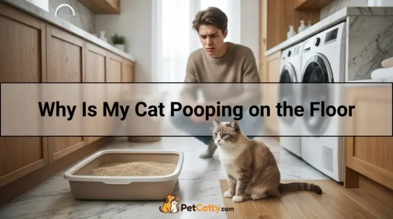 Why Is My Cat Pooping on the Floor